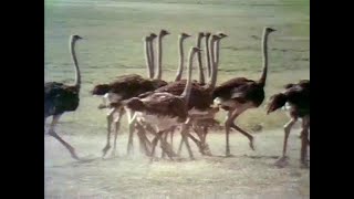 Sesame Street - Ostriches (1972)