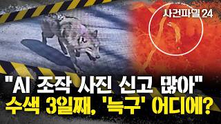 [사건파일24] 대전 오월드서 달아난 늑대 '늑구' 3일째 수색···청주서 목격 신고도