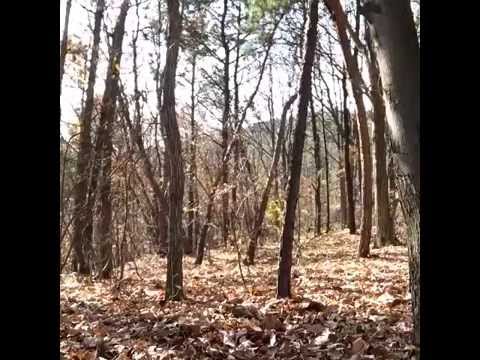 Terrifying footage of ghost in the woods!