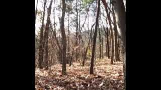 Terrifying footage of ghost in the woods!