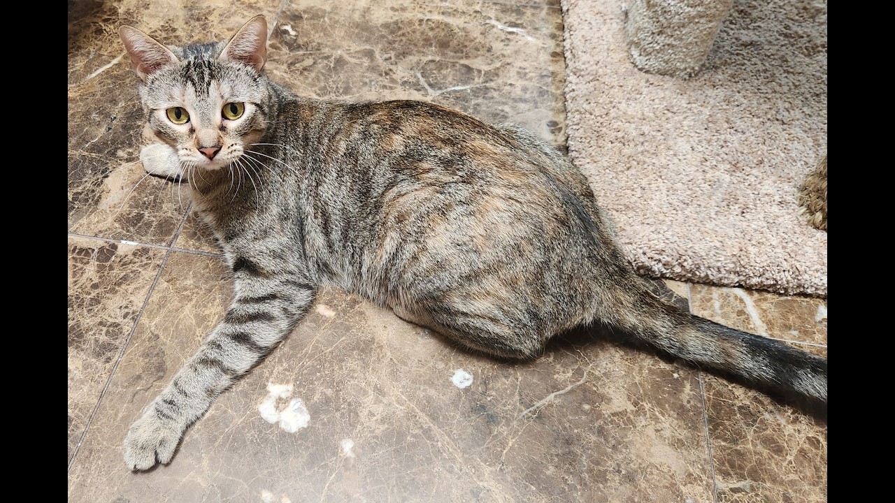 Lilly, a ADOPTABLE Domestic Short Hair in Oklahoma City, OK video 5/5