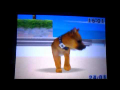 Nintendogs : Chihuahua & ses Amis Nintendo DS