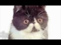 Dick Figures Kitty Amazing Ep 8 Legendado Em Português PT BR HD
