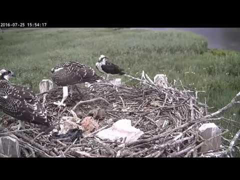 Osprey chick exercising its wings.