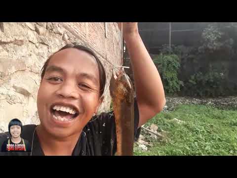 ngurek-belut-super-babon-bikin-tegang-hate-10-08-2020