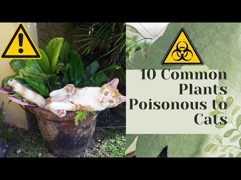 plants are toxic for cats you need to know!!
