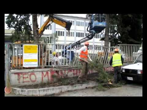 ONDA TG 09.04.2014 - ALBERO CADUTO SU MACCHINA