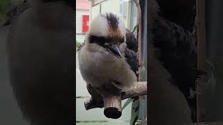 Download lagu π
Ύπ π
±π
Έππ
³π - Australian Kookaburra mp3 Download lagu π
Ύπ π
±π
Έππ
³π - Australian Kookaburra mp3