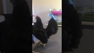 Pullet #1