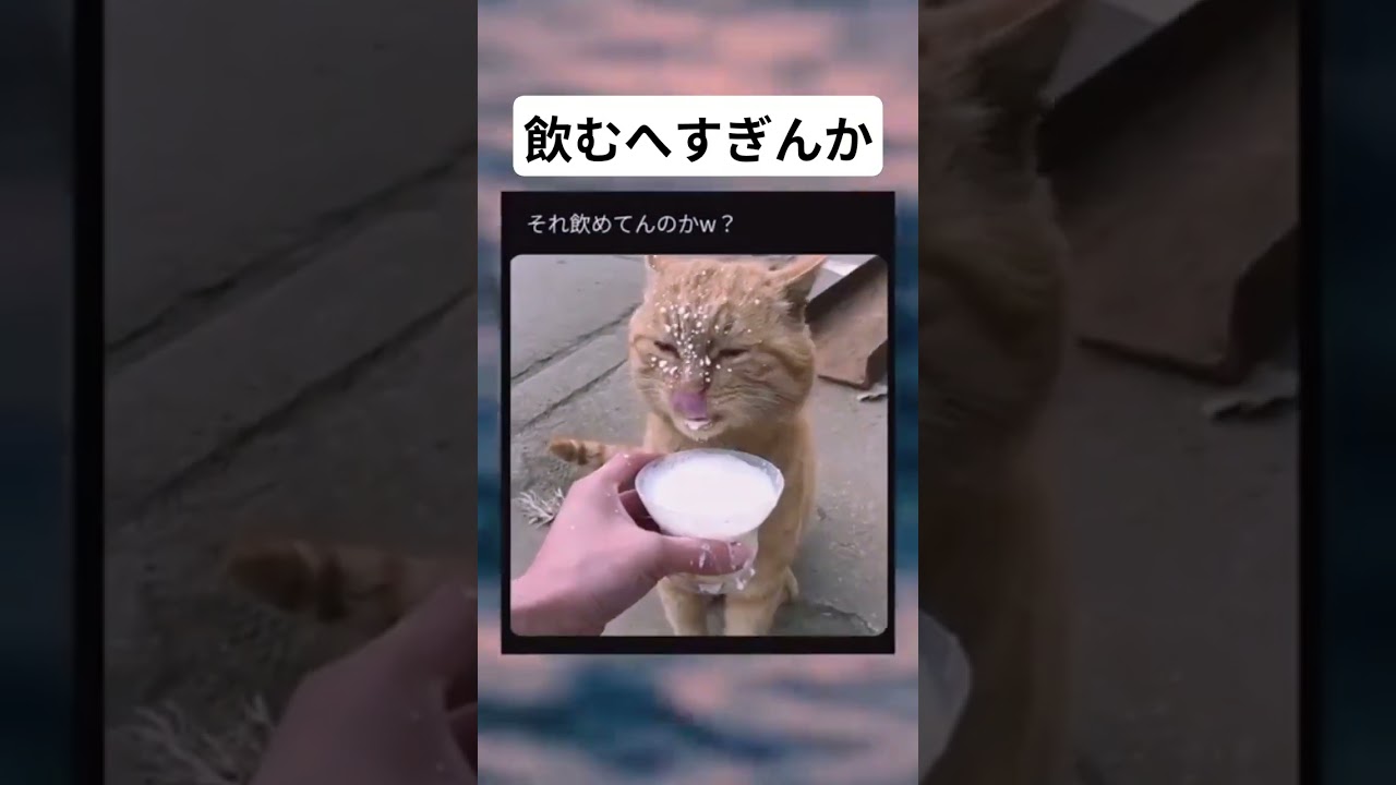 ミルク飲むのがお下手な猫#面白い #おもしろ #tiktok #Twitter