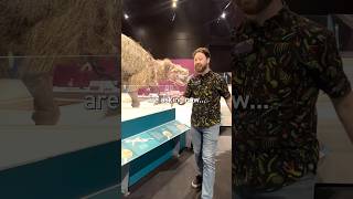 Did dinosaurs have feathers? 🦖🪶