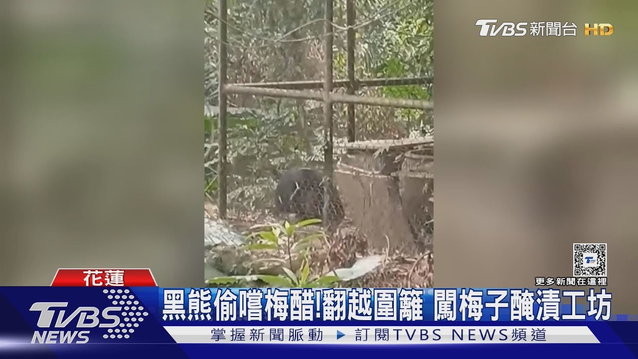 黑熊偷嚐梅醋!翻越圍籬 闖梅子醃漬工坊