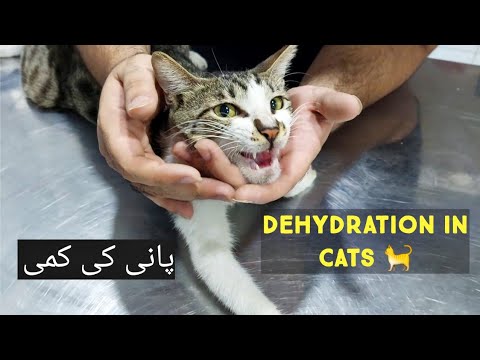 Dehydration In Cats | Signs of Dehydration in Cats | How to Hydrate a Cat at Home