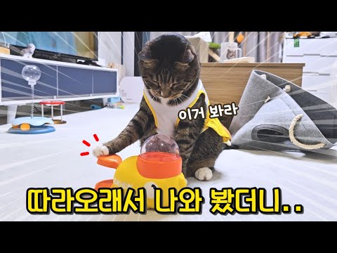 의사표현을 이렇게까지? 행동이 너무 사람 같은 고양이