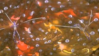 Moby - Mistake (Lifelike vs Yuksek - Golden Pony Boy&#39;s Mix)