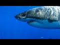 8 Hours Great White Sharks Relaxing Music 4K Great Escapes