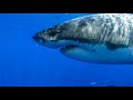 8 Hours - Great White Sharks & Relaxing Music - 4K | Great Escapes