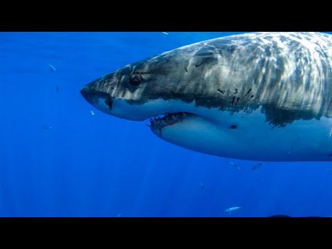 8 Hours - Great White Sharks - RELAX, SLEEP, MEDITATE, MUSIC | Great Escapes