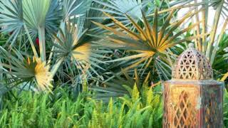 Large Tropical Modern Garden Highland Landscaping