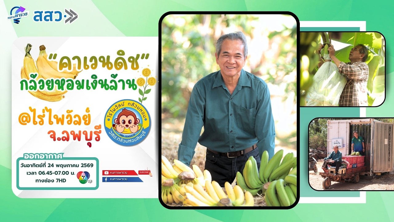 “คาเวนดิช” กล้วยหอมเงินล้าน @ไร่ไพวัลย์ จ.ลพบุรี | ห