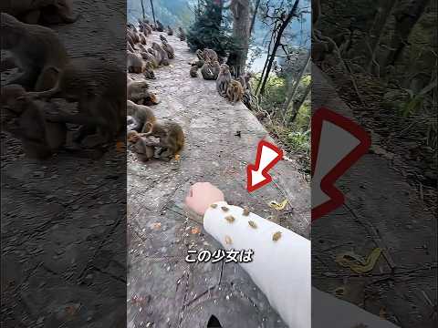 小さなサルがトゲを取り除いてくれました