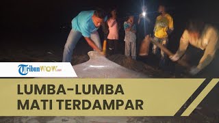 Ditemukan Seekor Lumba-lumba Mati Terdampar Dalam Kondisi Terluka di Pantai Pasir Jambak Padang