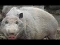 the scientific name for pig