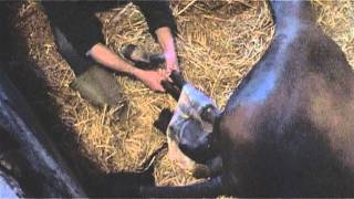 preview picture of video 'Foaling at Crossogue'