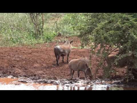 Warthogs having a wallow