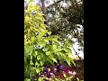 The Charming Courtship Dance of the Hummingbird
