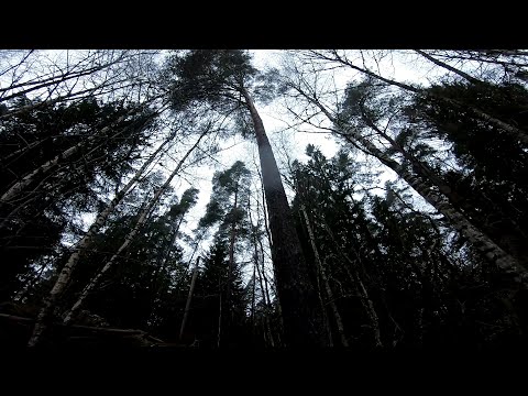 Climbing a tall forest pine Sweden