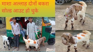 फैमिली के साथ लेने आए भाई बकरों को फैमिली के साथ