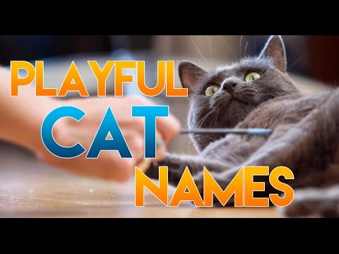 How to Name Your Playful Cat