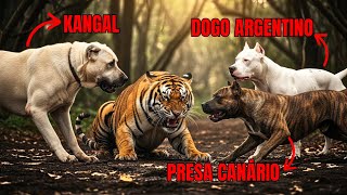 Cuando un Dogo, un Kangal y un Presa Canario arrinconan a un Tigre… esto es lo que ocurre