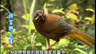 走在台灣的脊樑上【第 1 集】天神的足跡—特富野古道