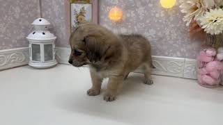 ハーフ犬の動画01