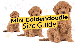Mini Goldendoodle Size Guide 🔴 2022 🔴 Teacup, Toy, or Mini 🐶