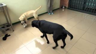 Between a Smile and a Tear