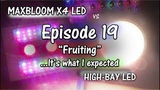 MaxBloom vs High Bay LED Grow Light Ep.19