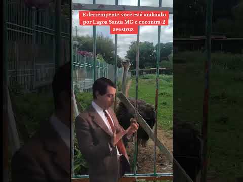 os famosos avestruz de Lagoa Santa MG. #avestruz