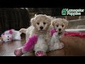 Maltipoo dogs for sale: Gracie - Video 1