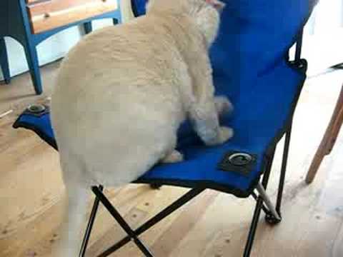 simmy the fat kitty(: