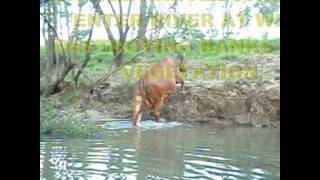 preview picture of video 'Cattle cause river bank damage'