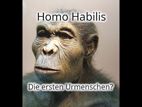 Der Homo Habilis