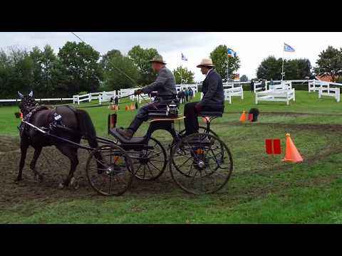 Fahrturnier Ostenfelde 19.8.2017