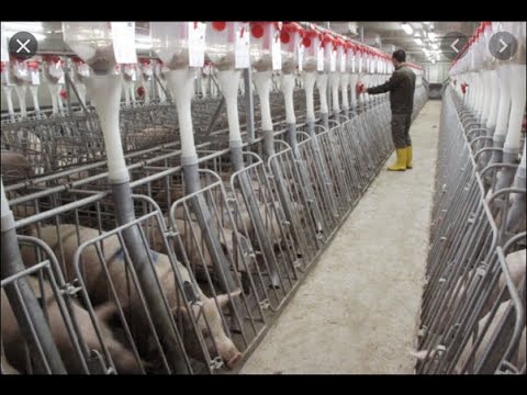 How Free Range Farms In America Raise Millions Of Pigs