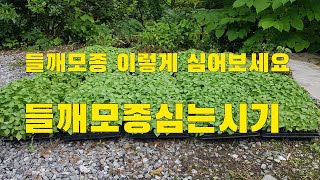 들깨모종 ㅓ이렇게 심어보세요?  들깨모종심는시기와 재배노하우  가평흥부농부텃밭이야기