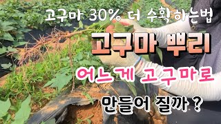 뿌리에 고구마 만들어지는 과정 알면 30% 이상 다수확이 가능 고구마 엽면시비 꼭해야