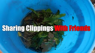 Quick Tip: Sharing Aquarium Plants with Friends