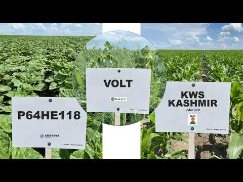 Lilieci, jud. Ialomita